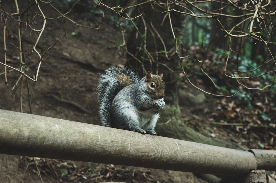 A squirrel